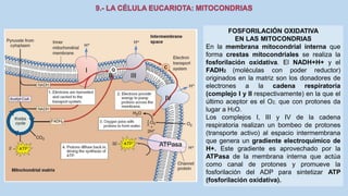La Célula eucariota