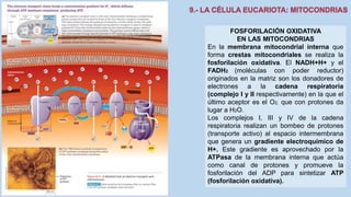 La Célula eucariota