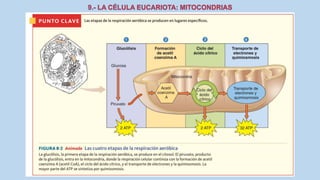 La Célula eucariota