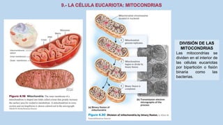 La Célula eucariota