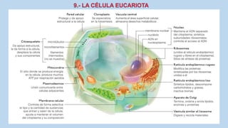 La Célula eucariota