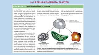 La Célula eucariota