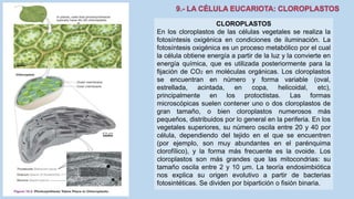 La Célula eucariota