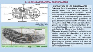 La Célula eucariota