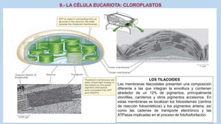 La Célula eucariota