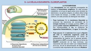 La Célula eucariota