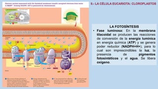 La Célula eucariota