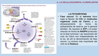 La Célula eucariota