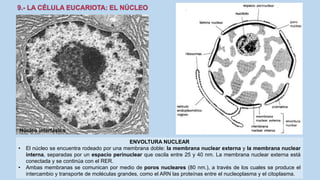 La Célula eucariota
