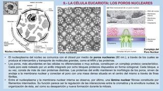 La Célula eucariota