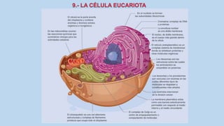 La Célula eucariota