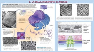 La Célula eucariota