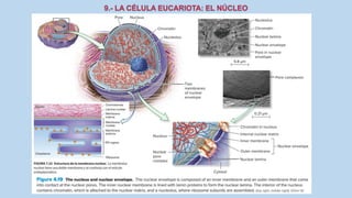 La Célula eucariota