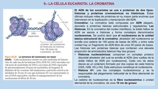 La Célula eucariota