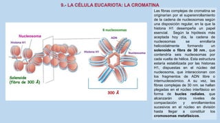 La Célula eucariota