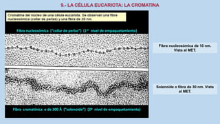 La Célula eucariota