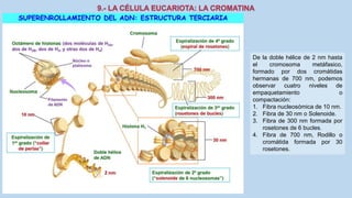 La Célula eucariota