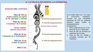 La Célula eucariota