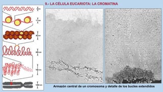 La Célula eucariota