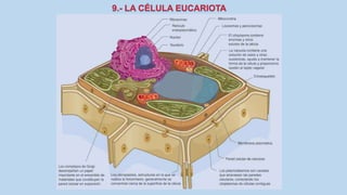 La Célula eucariota