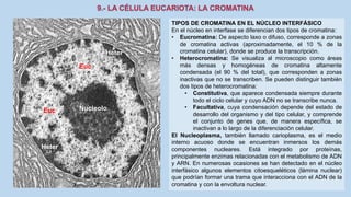 La Célula eucariota