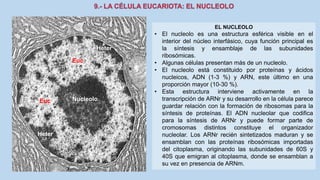 La Célula eucariota