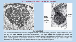 La Célula eucariota