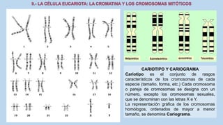 La Célula eucariota