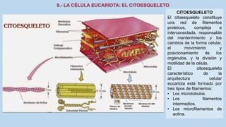 La Célula eucariota