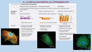 La Célula eucariota