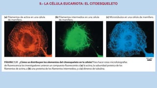 La Célula eucariota