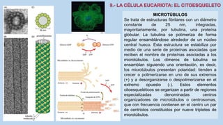 La Célula eucariota