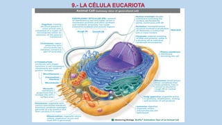 La Célula eucariota