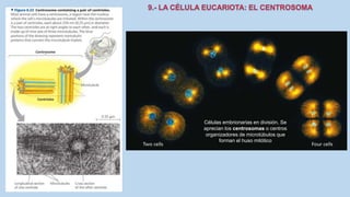 La Célula eucariota