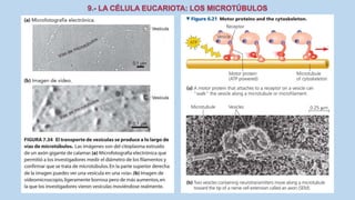 La Célula eucariota