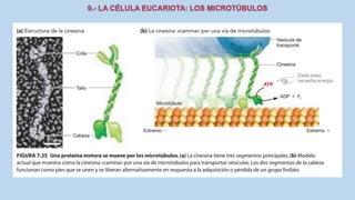 La Célula eucariota