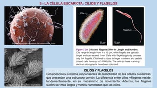 La Célula eucariota