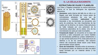 La Célula eucariota
