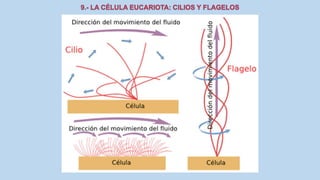 La Célula eucariota