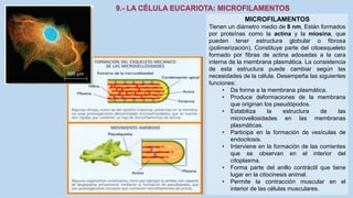 La Célula eucariota