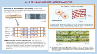 La Célula eucariota