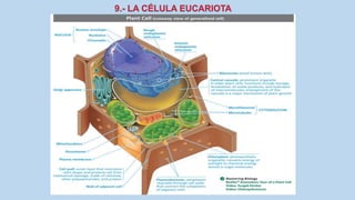 La Célula eucariota