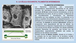 La Célula eucariota