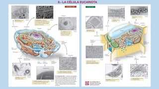 La Célula eucariota
