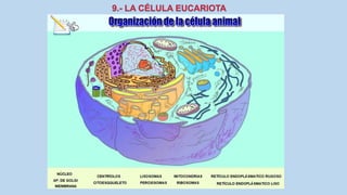 La Célula eucariota