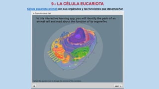 La Célula eucariota