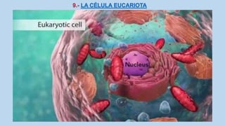 La Célula eucariota