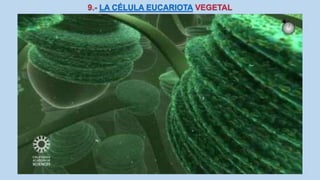 La Célula eucariota