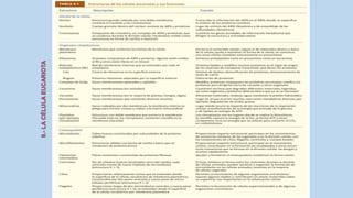 La Célula eucariota