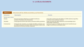 La Célula eucariota